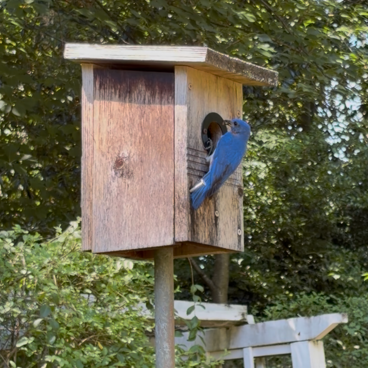 A bluebird feeding his three babies, found at Wing Haven in Charlotte, NC