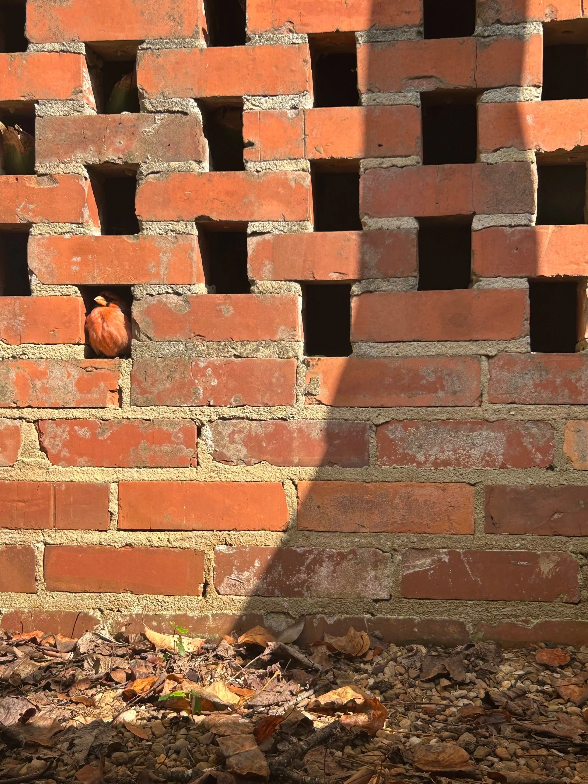 A carefully camouflaged cardinal at Wing Haven in Charlotte, NC