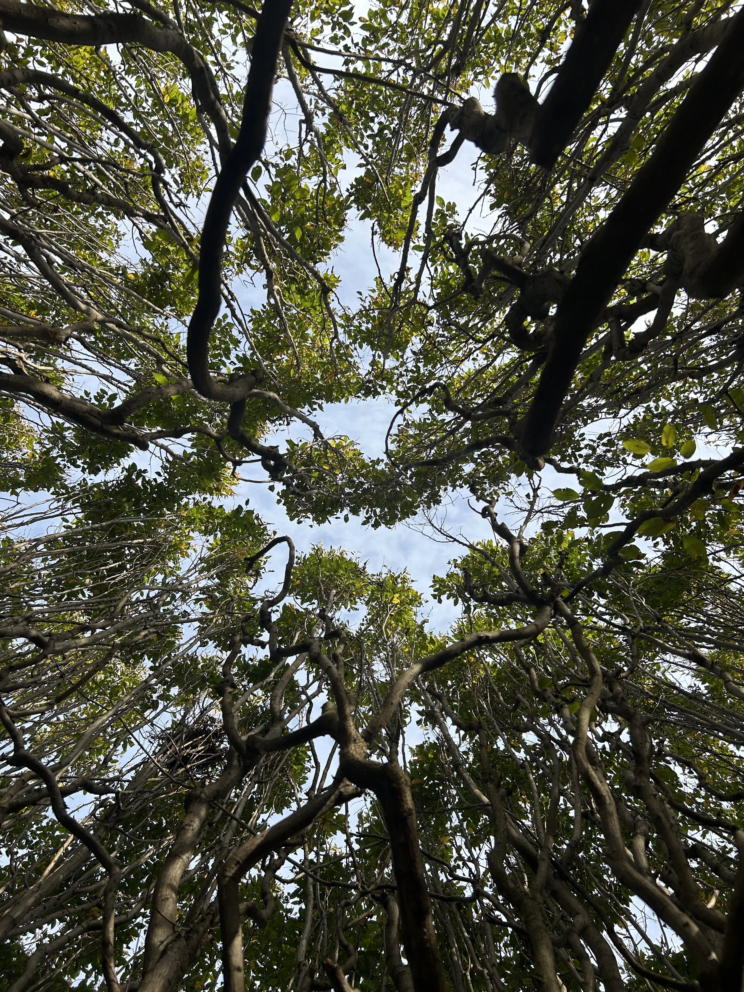 Tree canopy at Bartlett Arboretum in Charlotte, NC