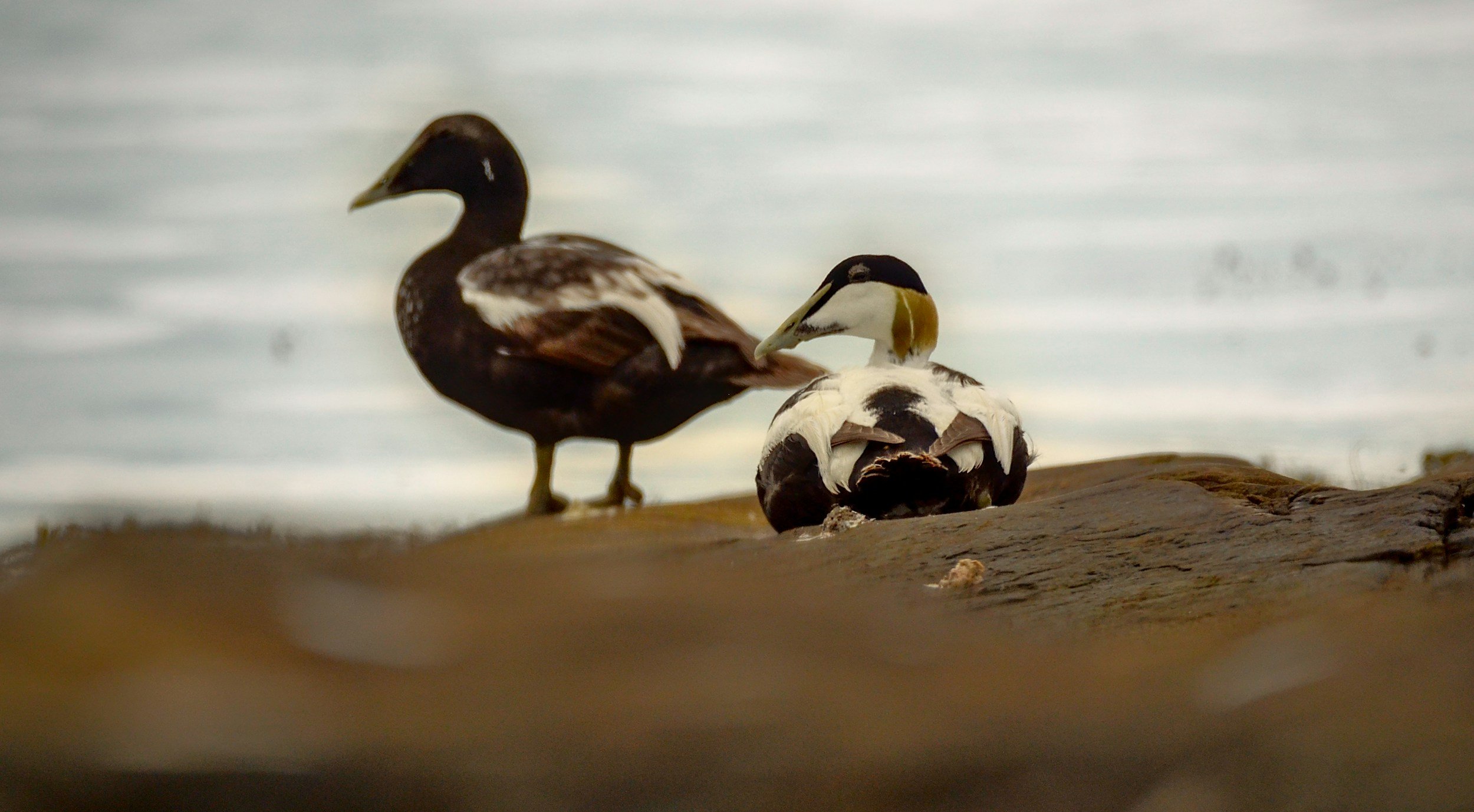 Two ducks resting together near the water