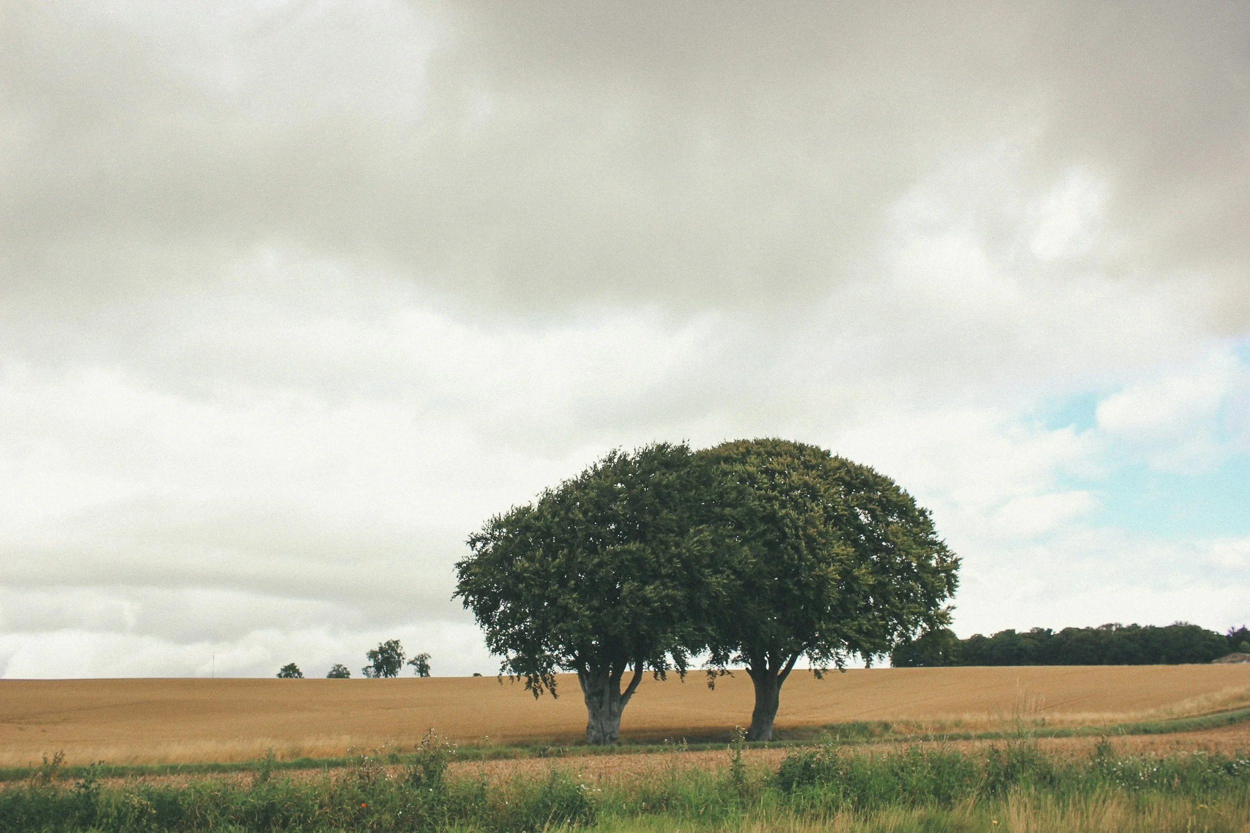 Two trees standing together in an open field
