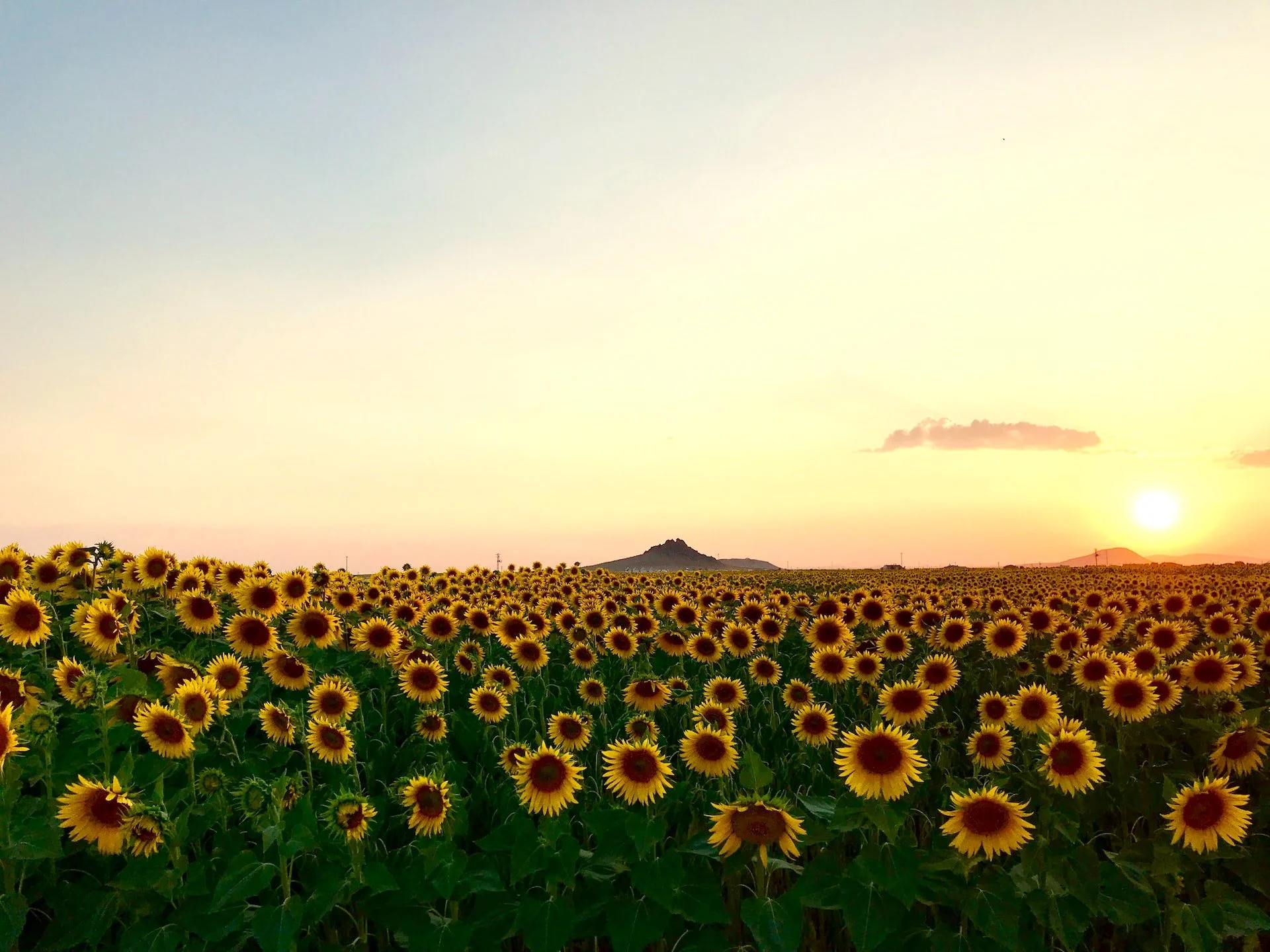 Field of sunflowers beneath an open sky
