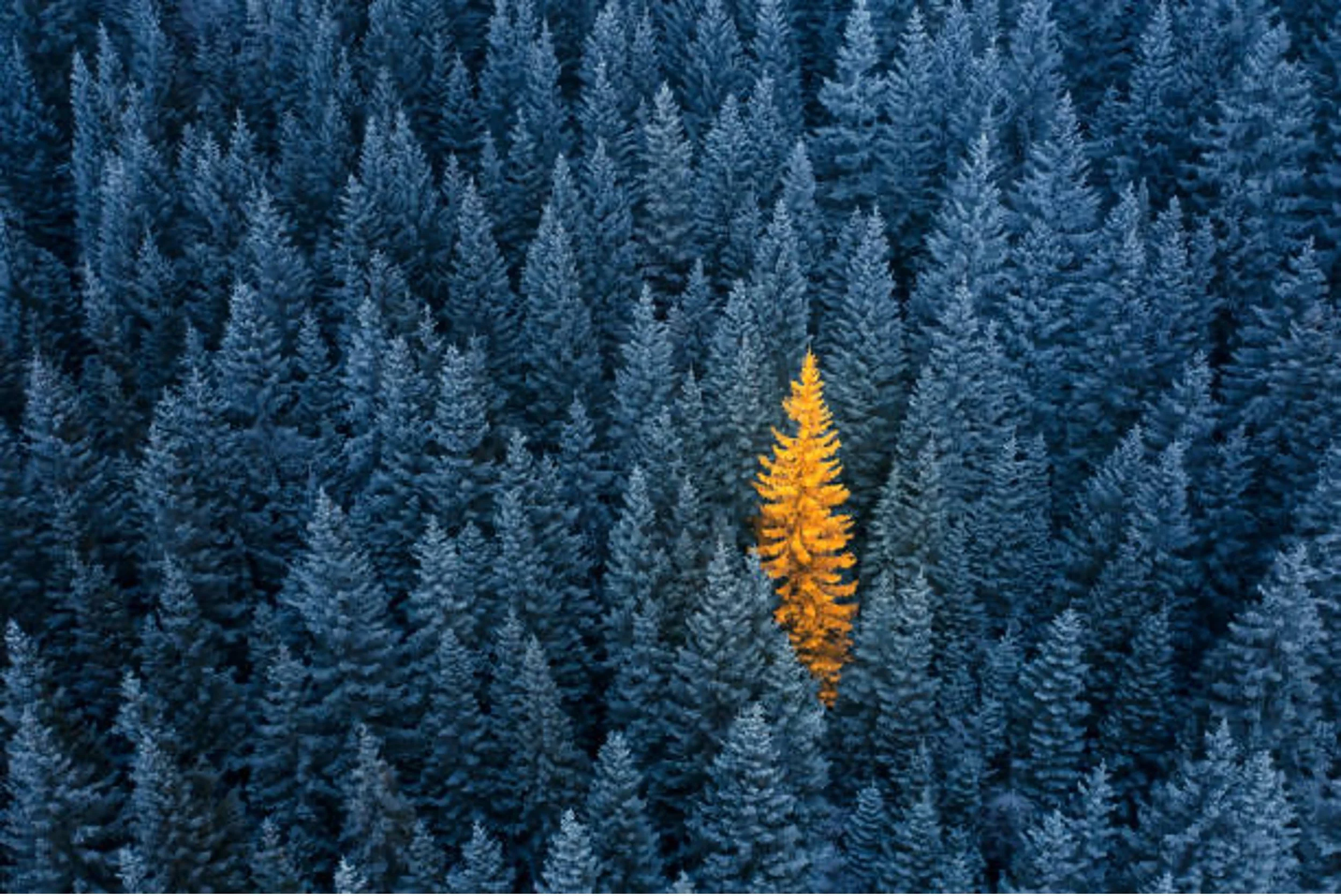 A dense forest of snow-covered evergreen trees with a single yellow-orange tree standing out in the center.