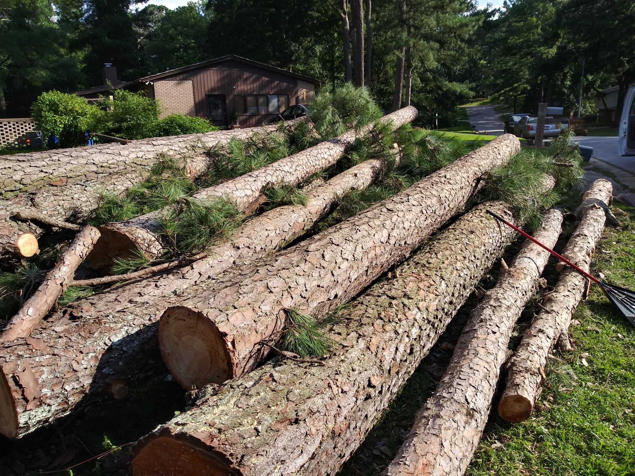 Pine trees fallen across a residential street from storm damage, with houses and cars visible in the background.