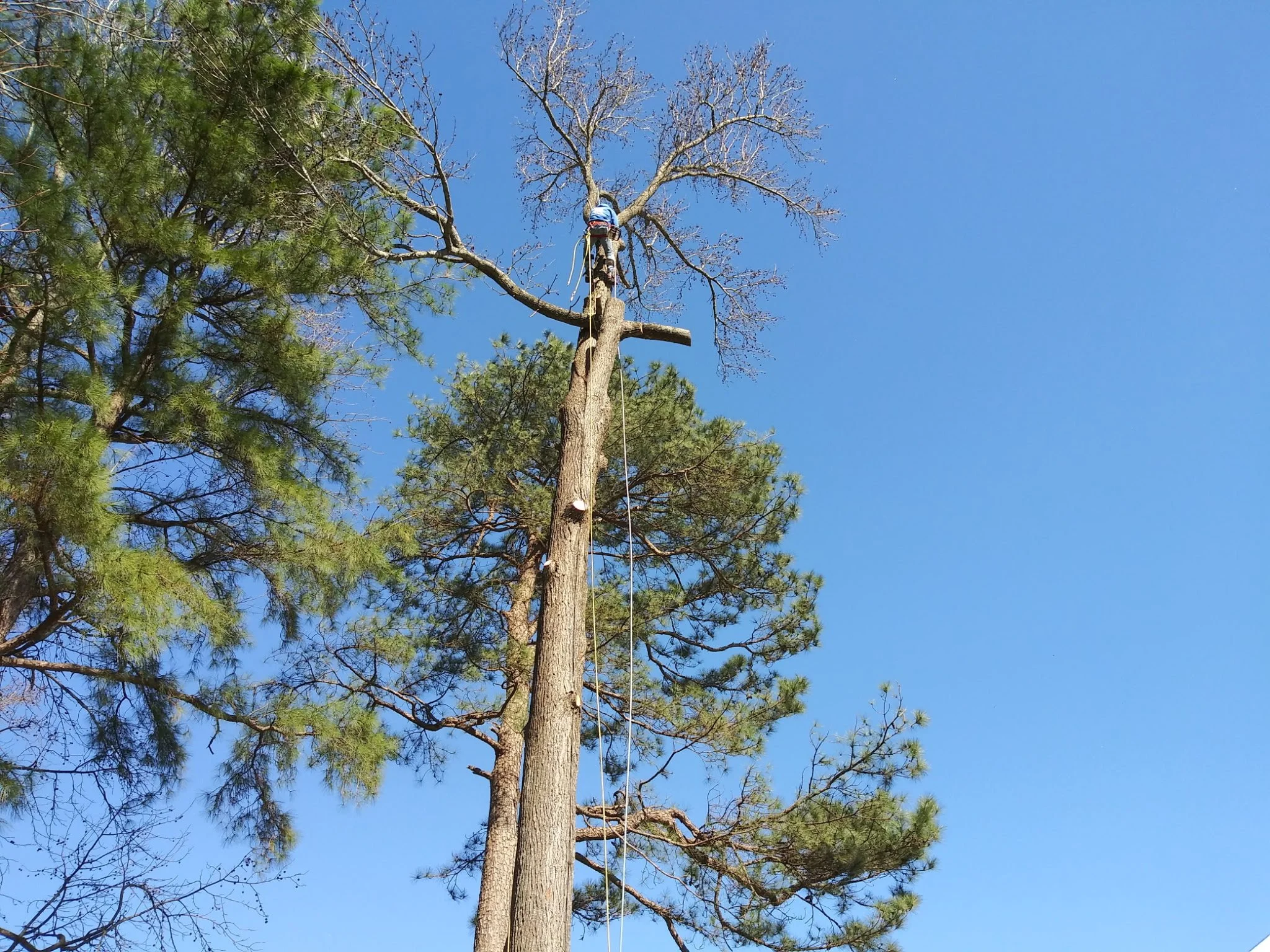 A person climbing a tall, leafless tree with a harness and rope, surrounded by green pine trees, under a clear blue sky.
