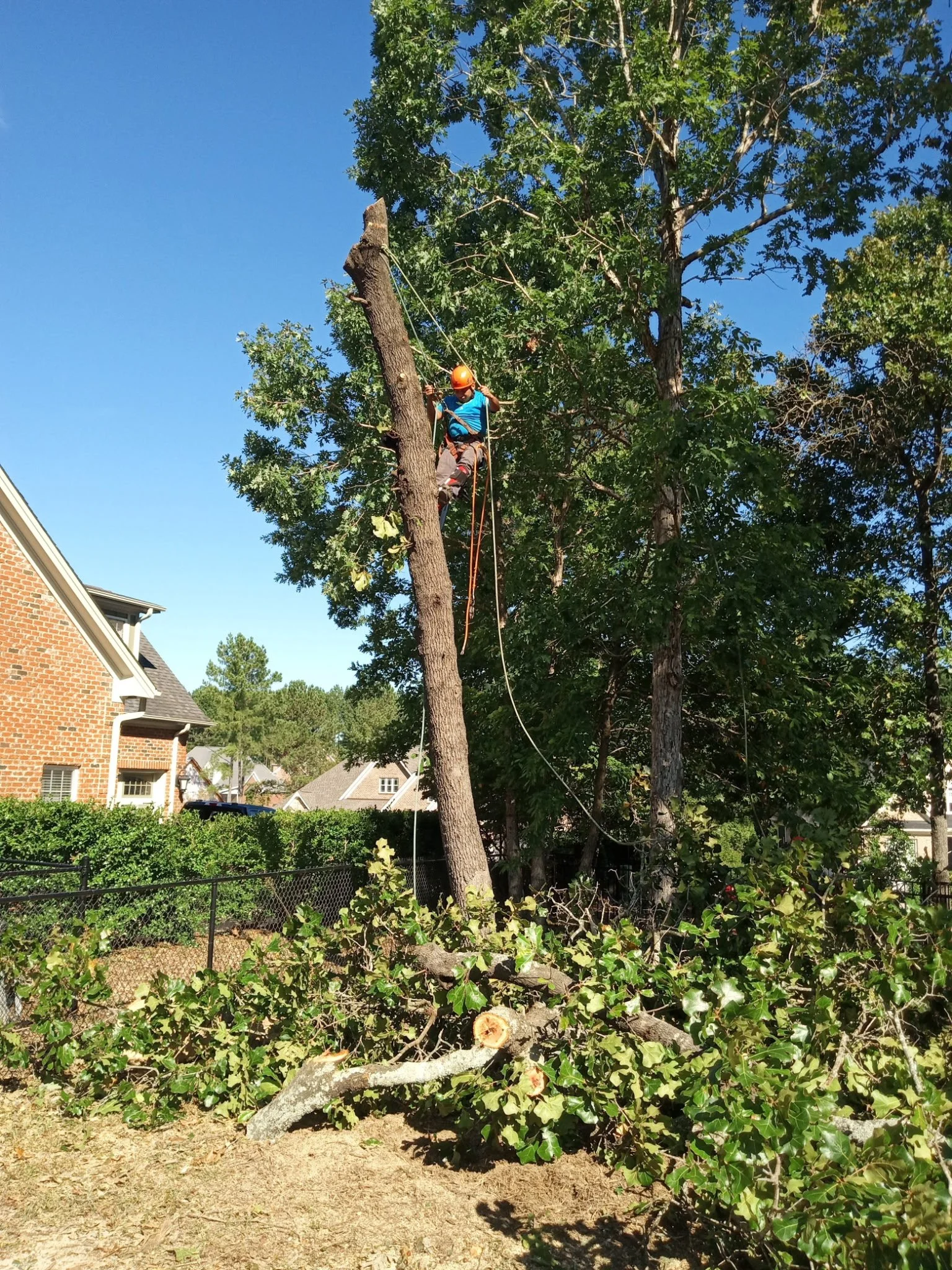 A person wearing a helmet and safety gear is climbing or working on a tall tree, with a fallen branch on the ground and residential houses in the background.