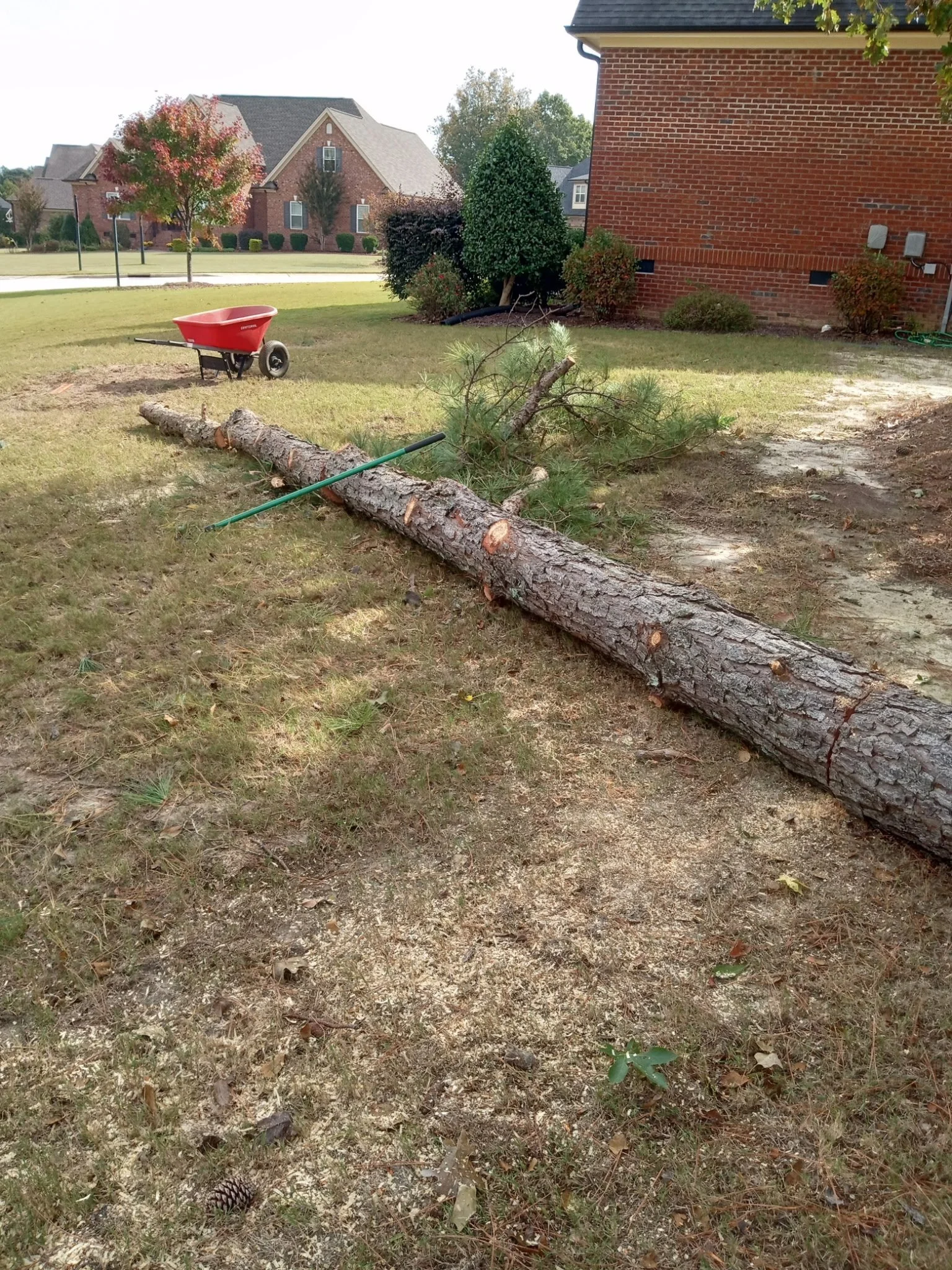 A fallen tree branch rests on the ground in a yard, with a red wheelbarrow nearby. The yard has grass, small plants, and a pine cone, with houses and trees in the background.