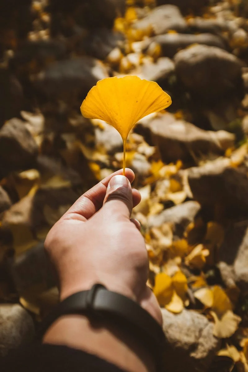 Person holding a yellow ginkgo leaf over a rocky desert landscape with other fallen leaves.