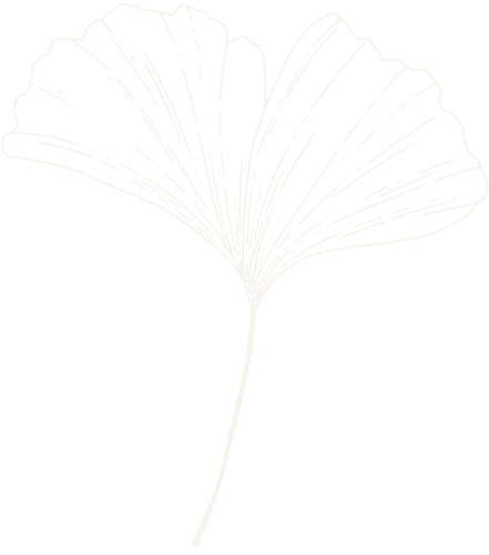 Outline drawing of a gingko leaf.