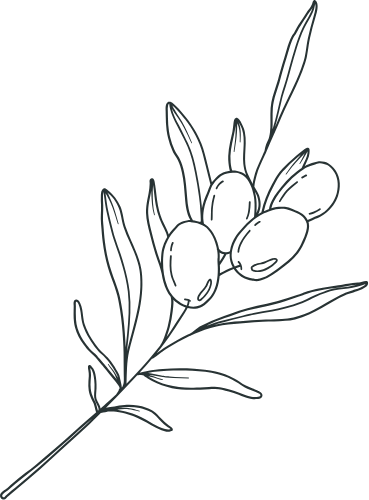 Line drawing of an olive branch with leaves and olives.