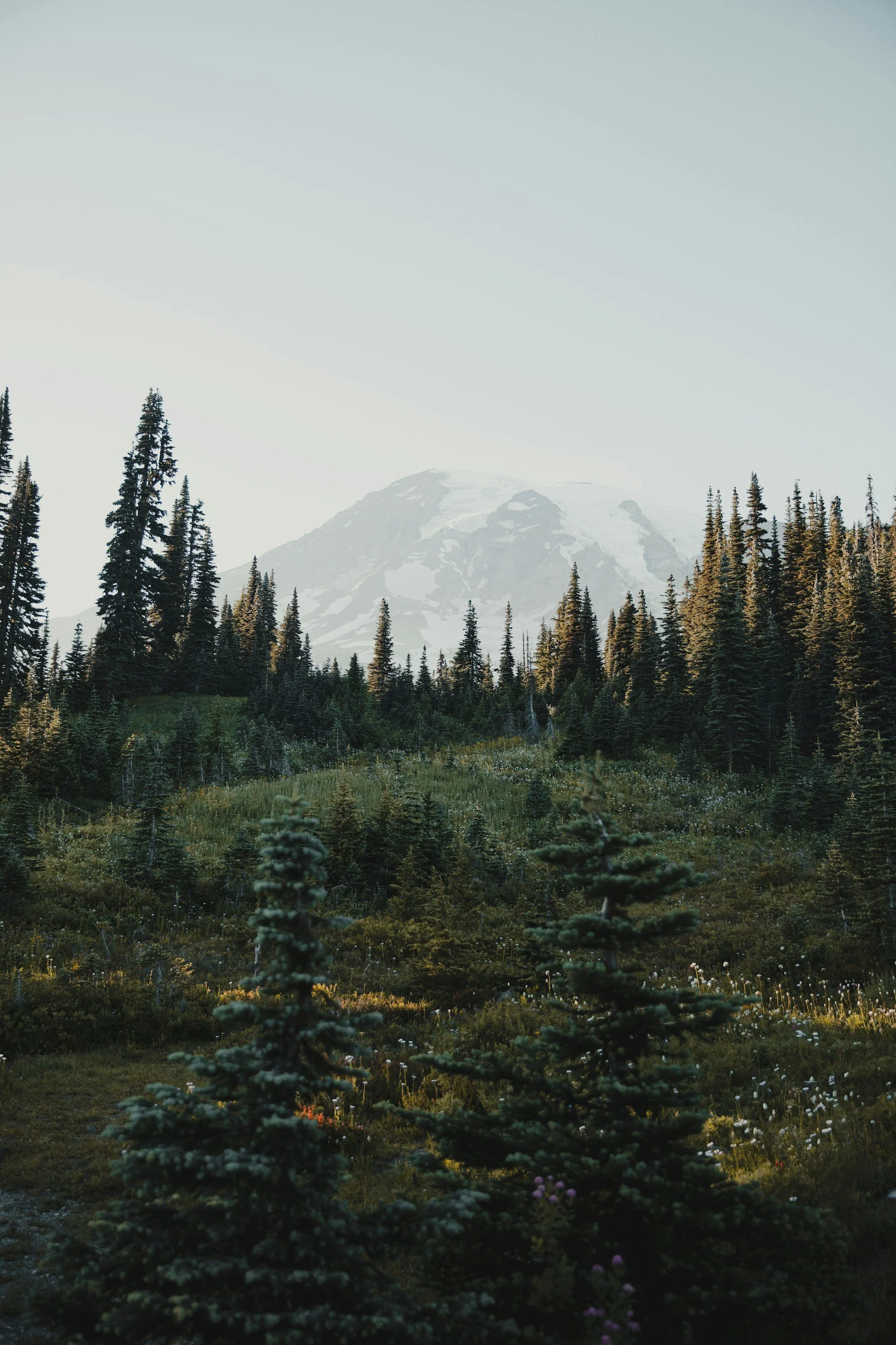 A snow-capped mountain in the distance, surrounded by a dense forest of pine trees and green vegetation, under a clear sky.