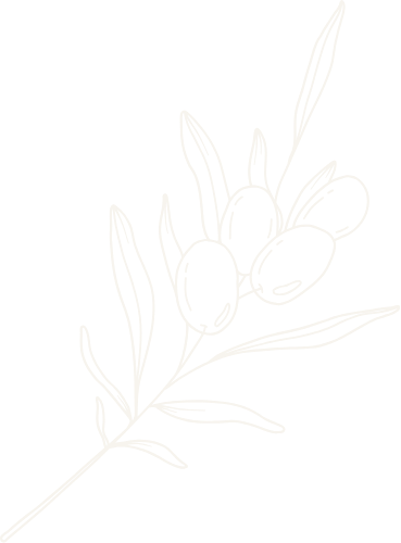 Drawing of an olive branch with leaves and three olives.