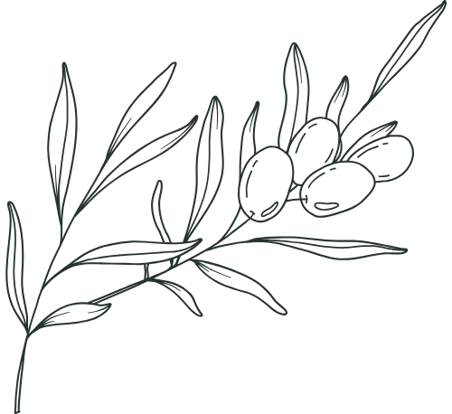 Line drawing of an olive branch with olives and leaves.