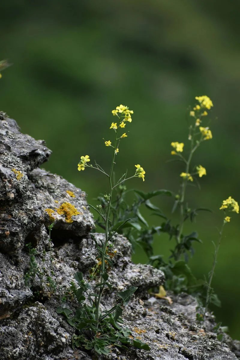 Yellow flowering plant growing on a rocky surface with a blurred green background.