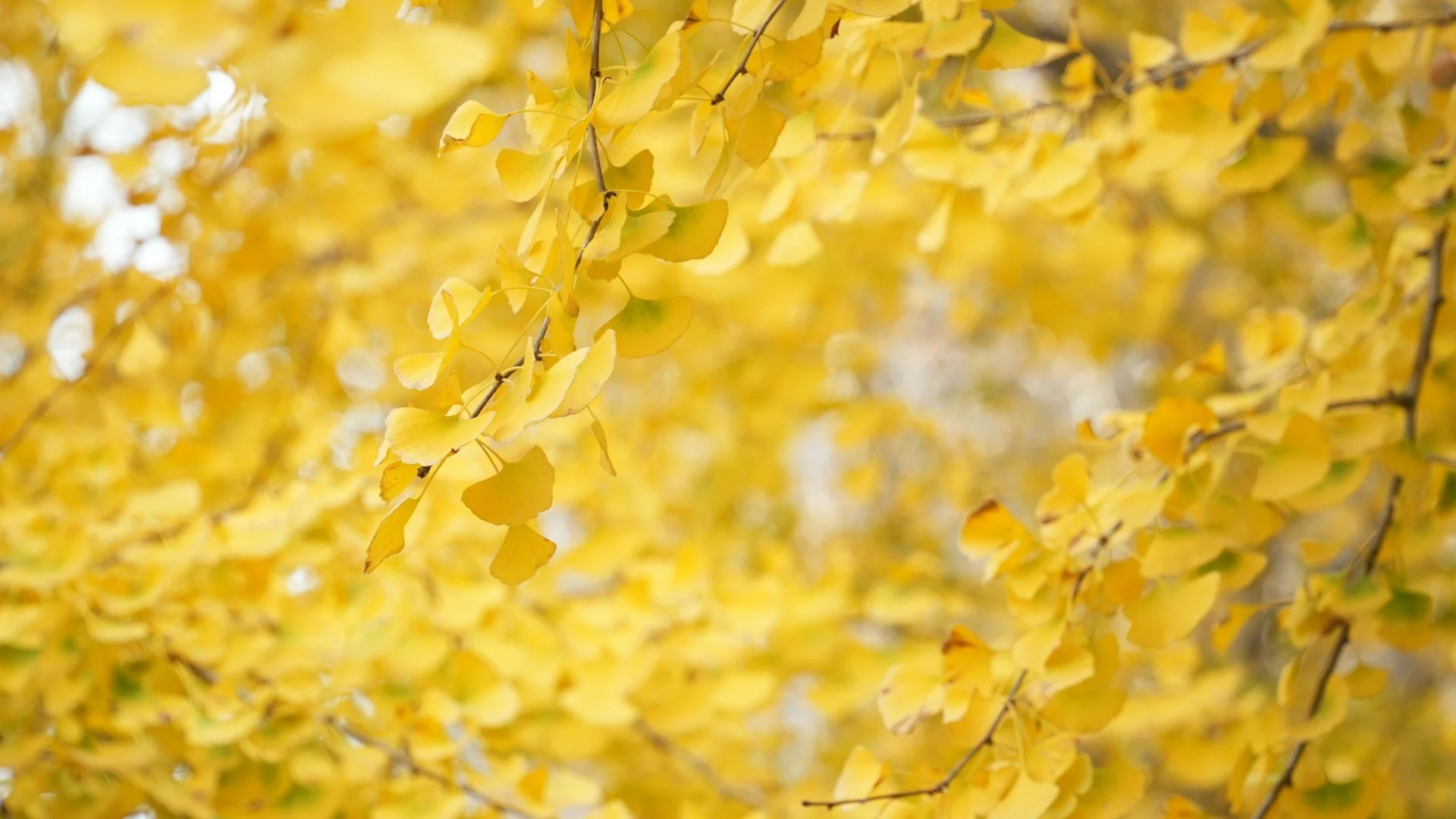 Yellow autumn leaves on tree branches