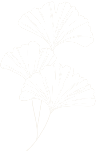 Outline of three Ginkgo leaves with long petioles, on a black background.