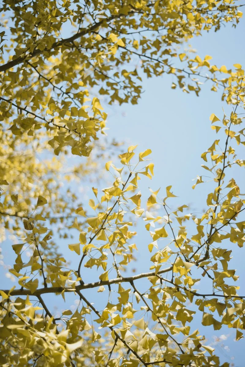 Looking up at the yellow leaves of a tree against a clear blue sky.