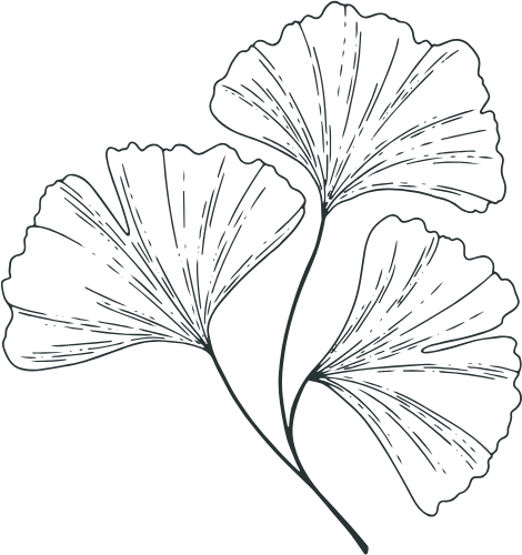 Outline drawing of three ginkgo leaves on a black background.