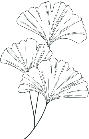 Outline drawing of three ginkgo leaves with detailed veins, set against a black background.