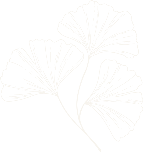 Outline drawing of three ginkgo leaves on a black background.