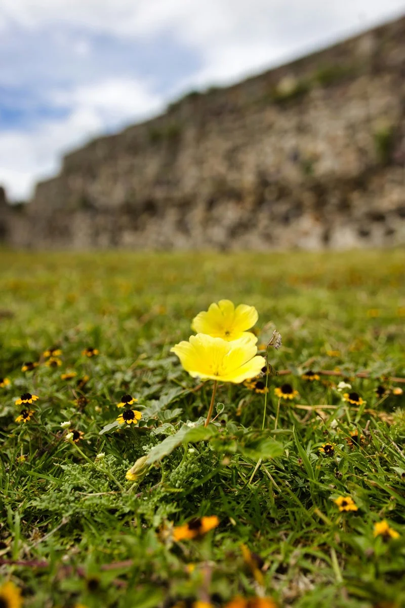 Close-up of yellow flowers in a grassy field with a blurred stone wall and cloudy sky in the background.