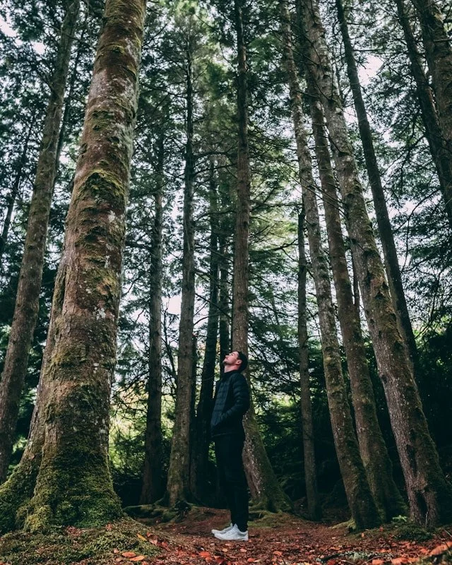 A man standing in a dense forest with tall trees and green foliage, looking upward.
