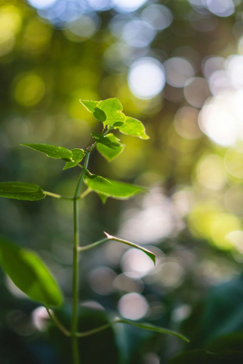 Close-up of a small green plant with leaves, illuminated by sunlight, with a blurred background of circular light spots.