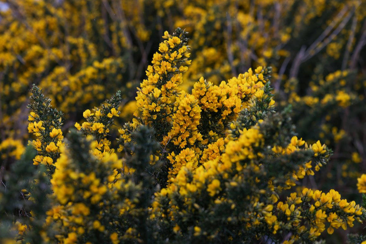 Close-up of bright yellow flowers on a shrub with a blurry background.