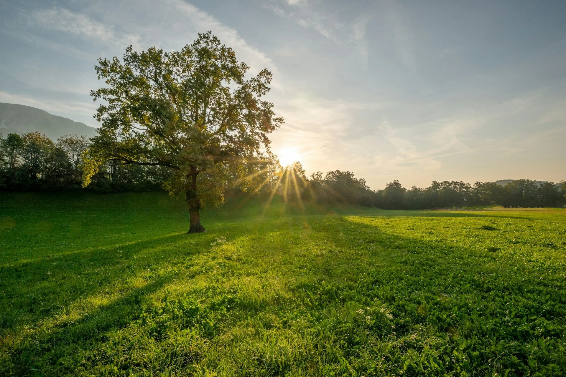 Sunset over a green grassy field with a large tree in the foreground and a mountain range in the background.