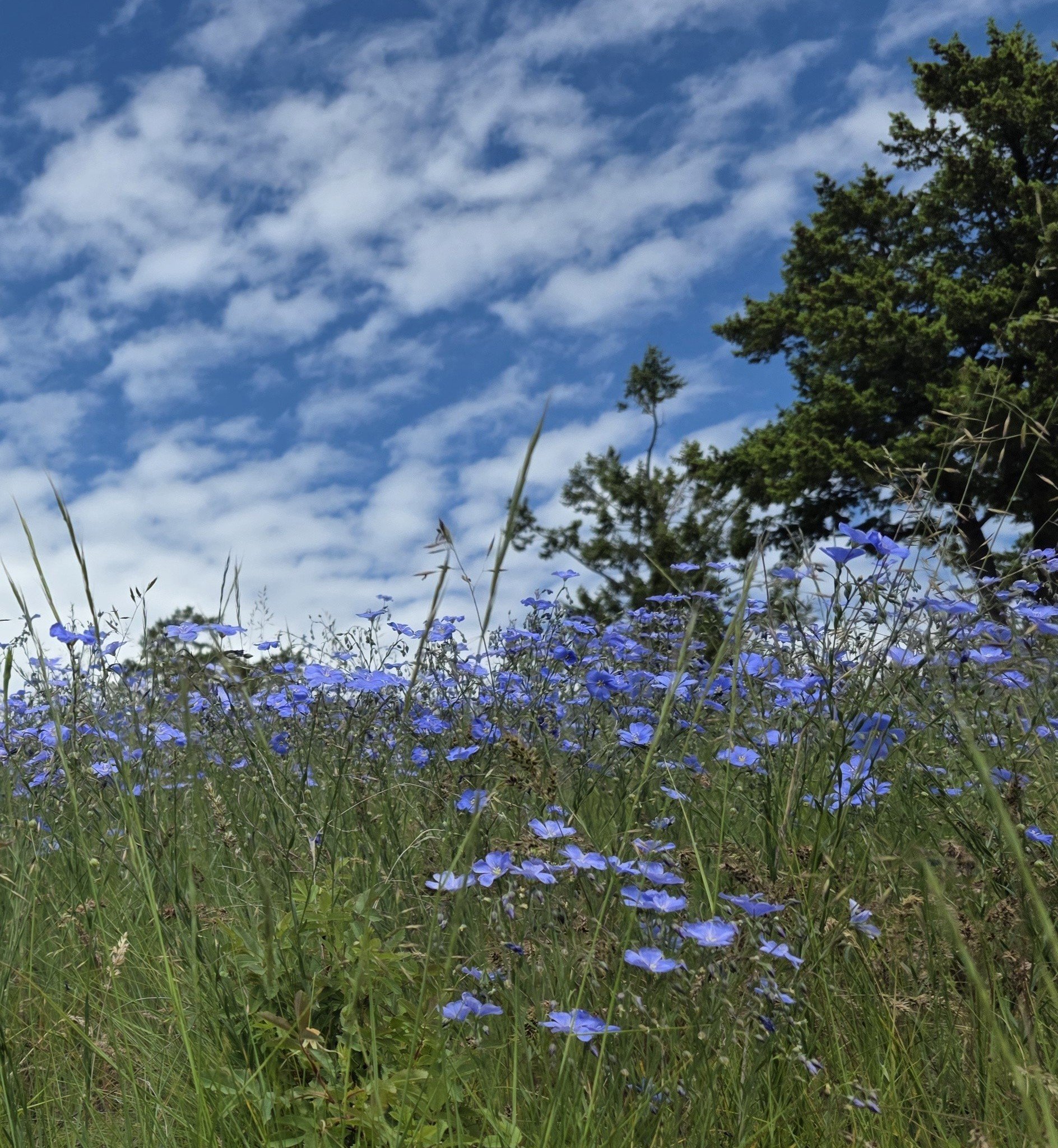 A field of blue wildflowers growing amidst tall green grasses, with trees in the background under a partly cloudy sky.