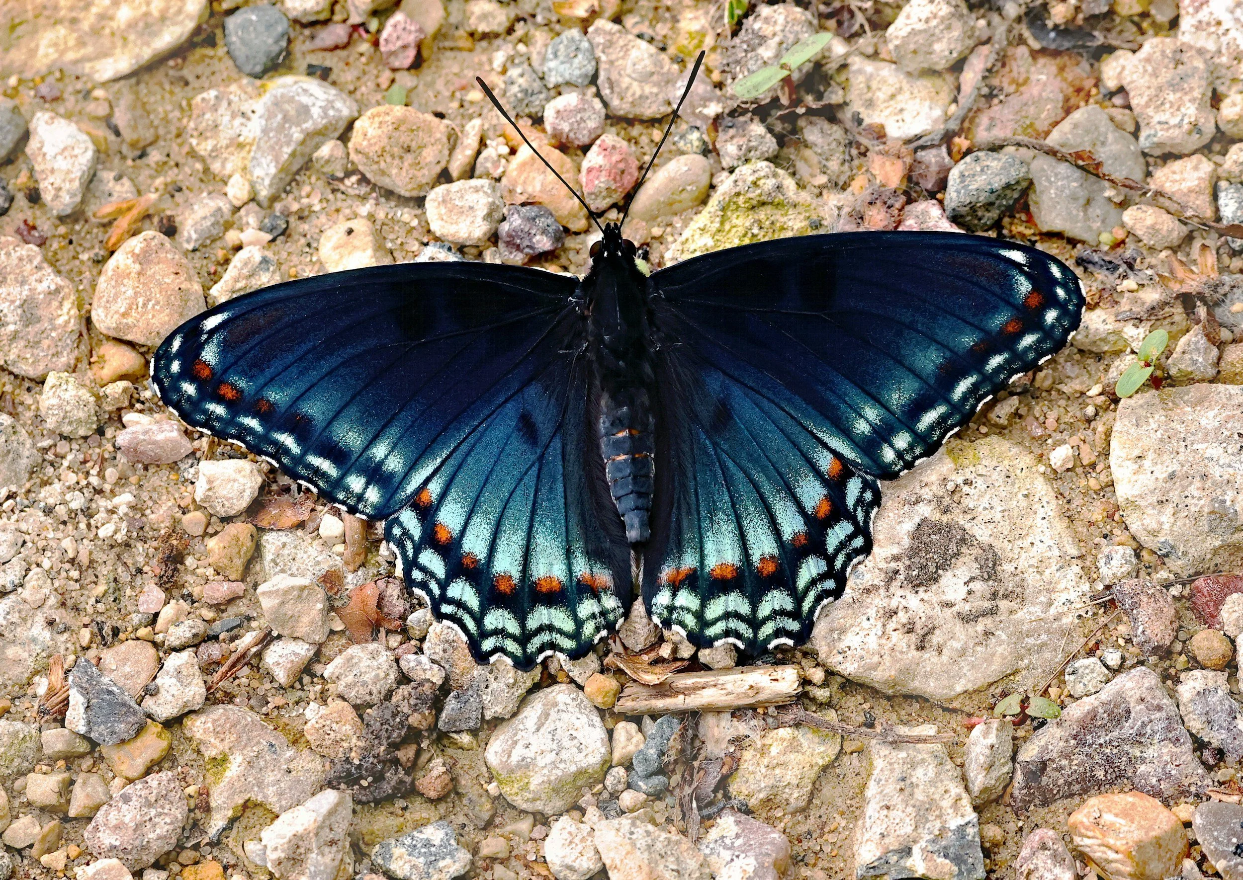 A dark blue butterfly with orange and white spots on its wings, resting on rocky ground.