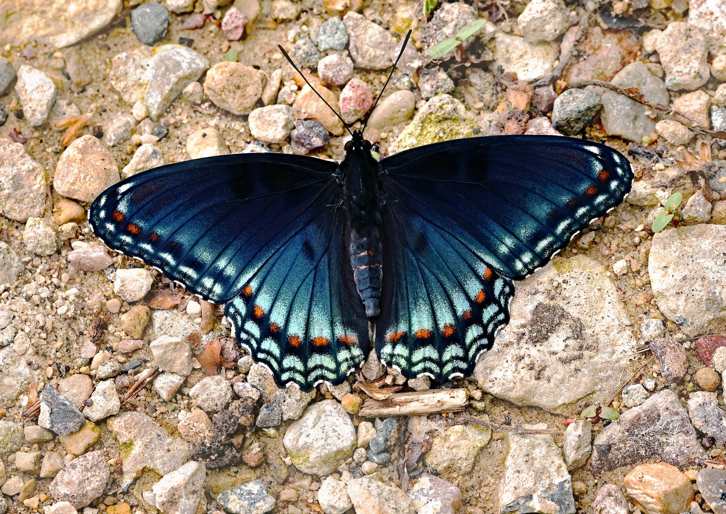 A blue butterfly with orange and white markings on its wings resting on small rocks and gravel.