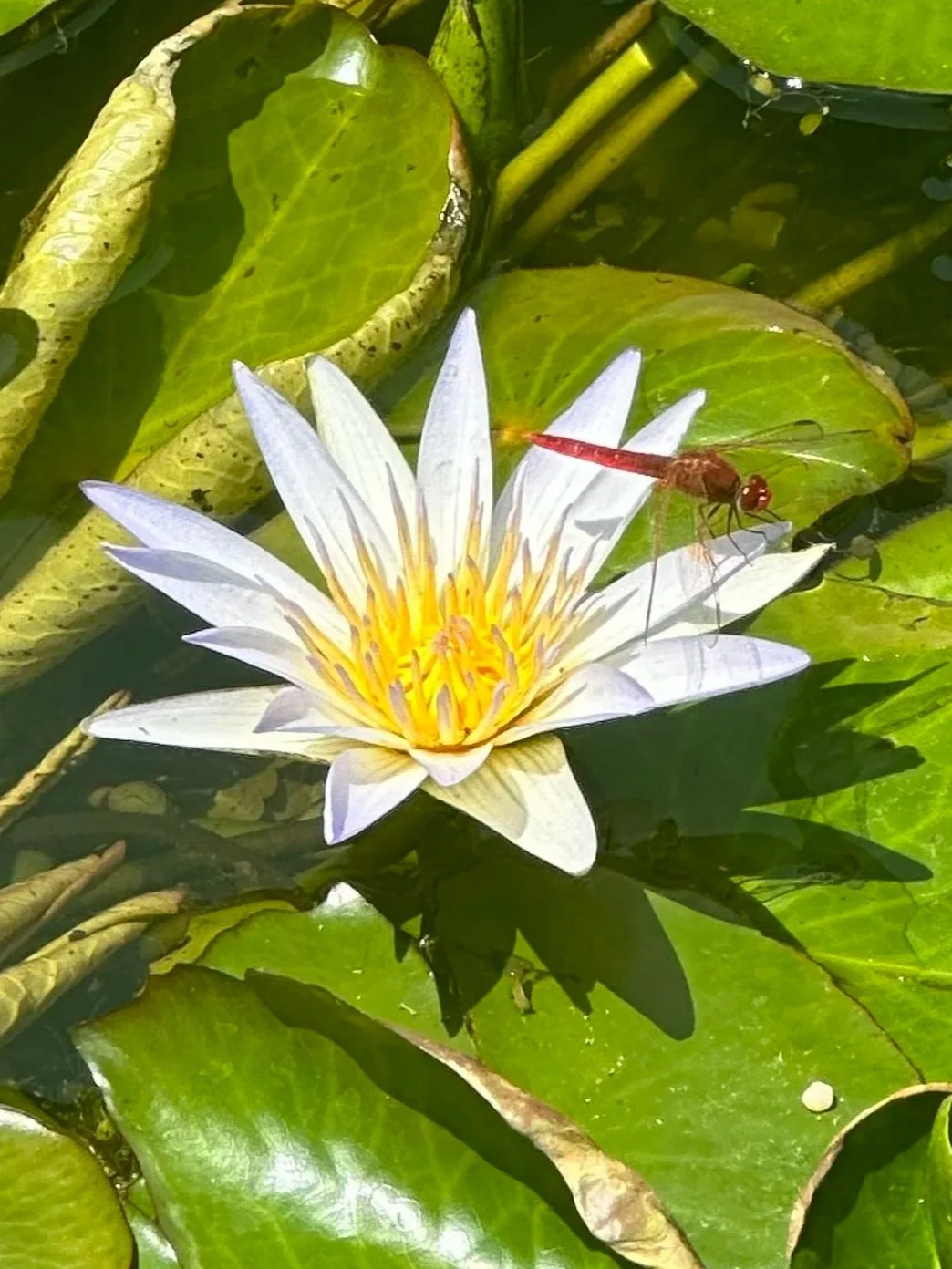 A white water lily flower with yellow center, floating on a pond filled with green lily pads, and a red dragonfly perched on one of the leaves.