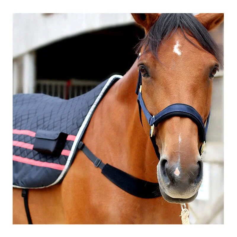 Ezihorse_Oct23-EZIBACK_PRO_4.webp