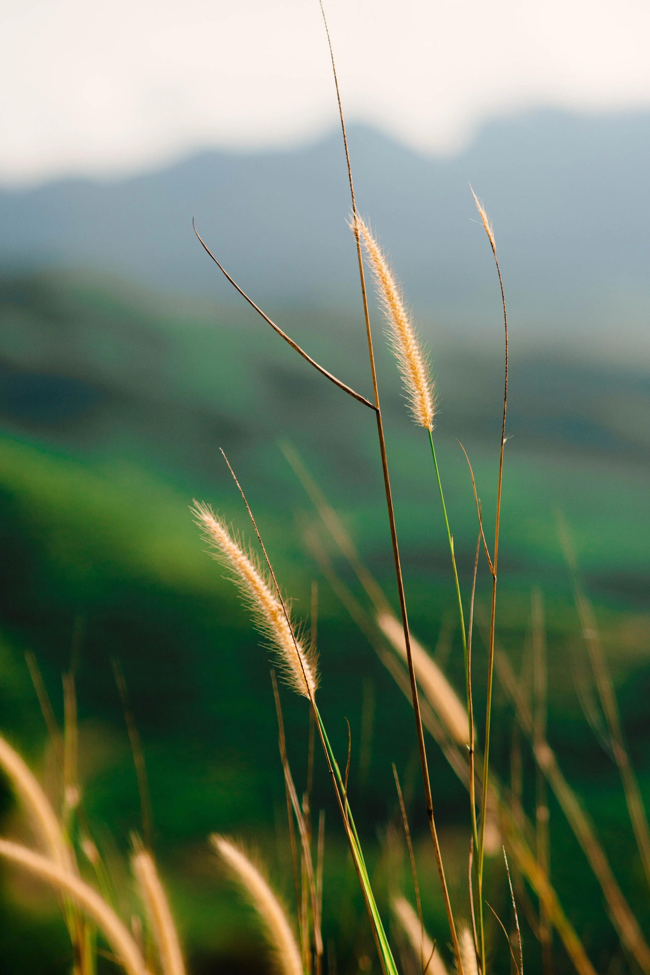 family_grass.jpg