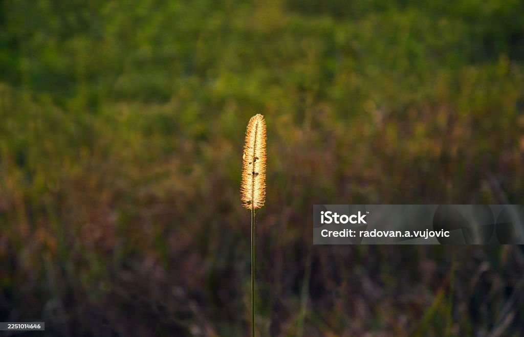 Individual_grass.jpg