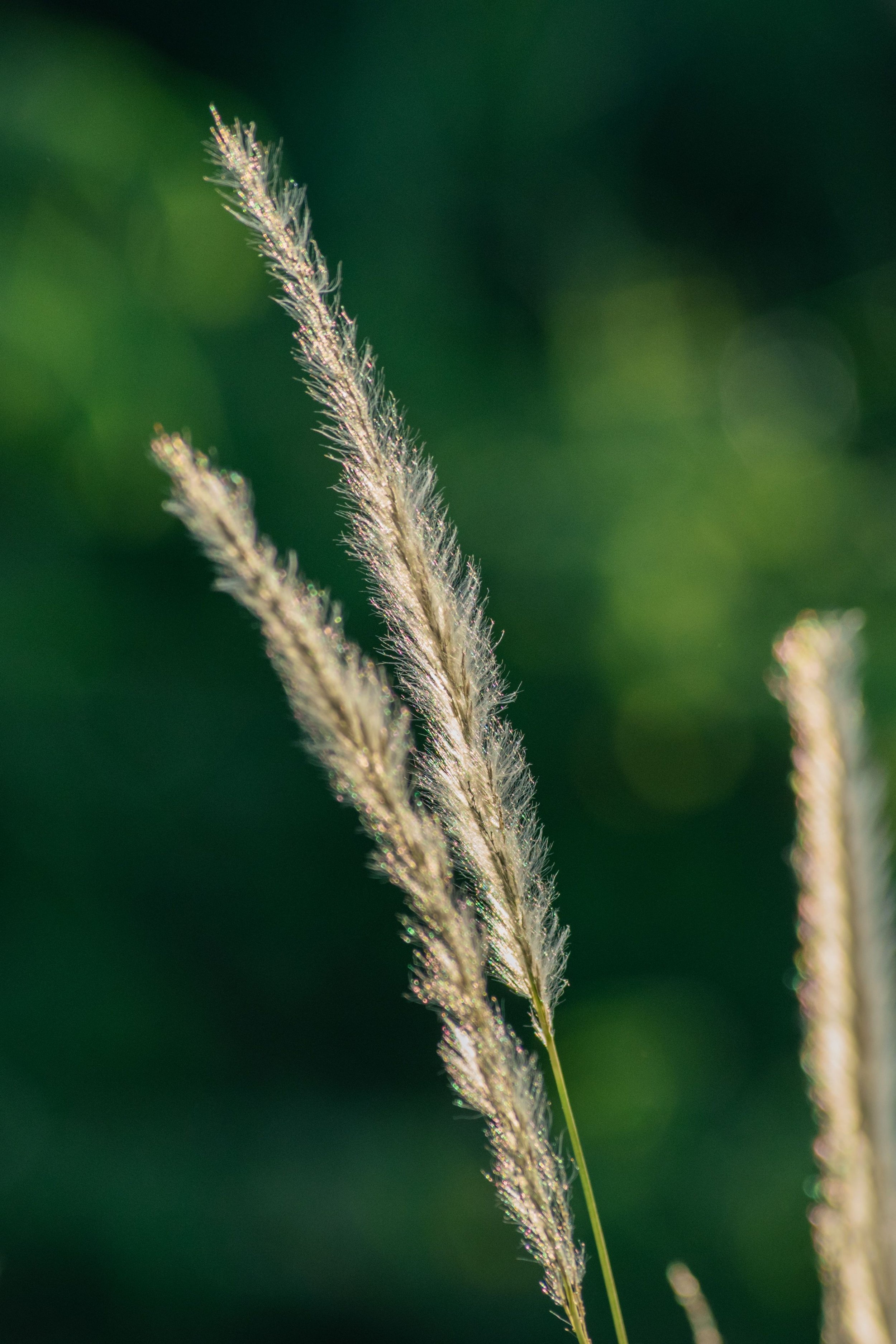 double_grass.jpg