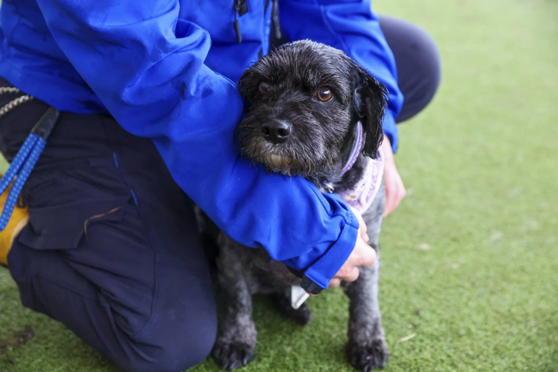 A person in a blue jacket is holding and comforting a black and gray dog with brown eyes on a grassy surface.