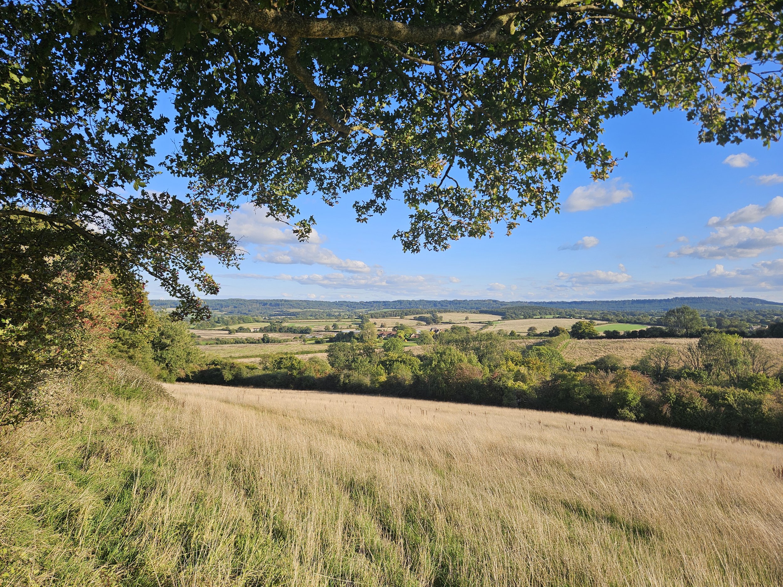 Heal Rewilding