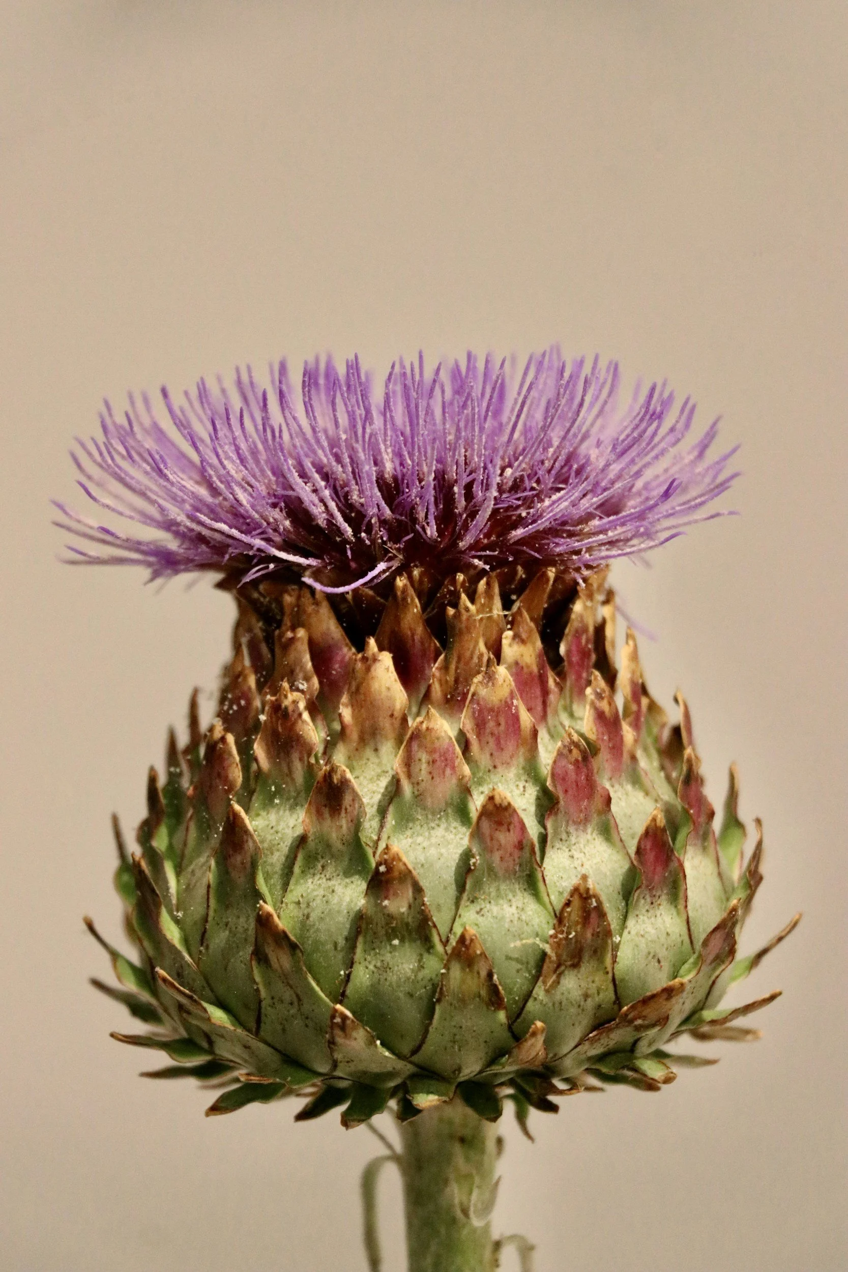 thistle
