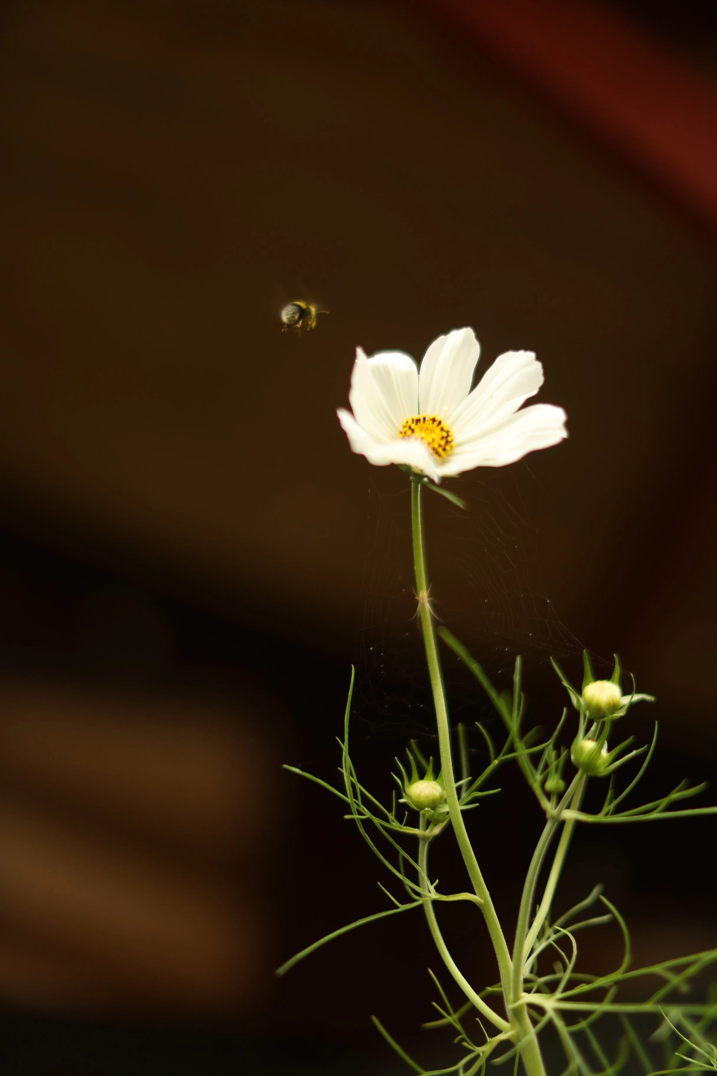 En vit blomma med gul mittdel och några små knoppar under, med ett liten flygande bi i luften nära blomman.