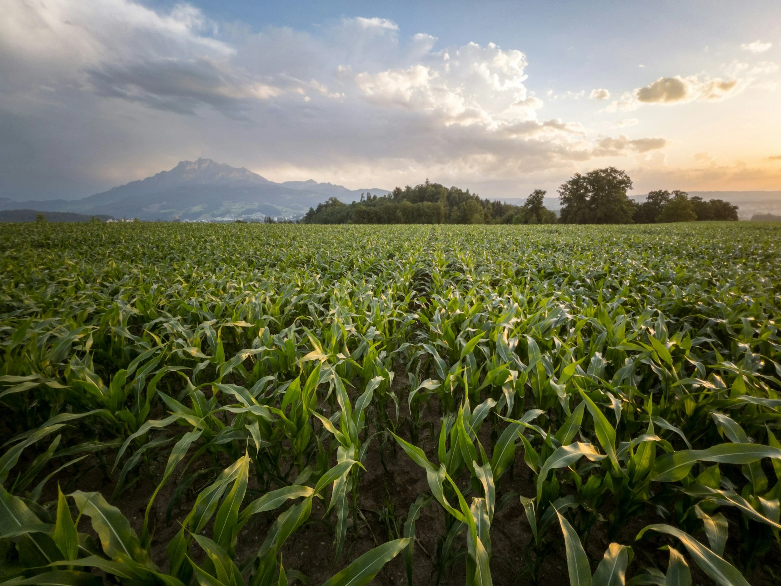 Agriculture
