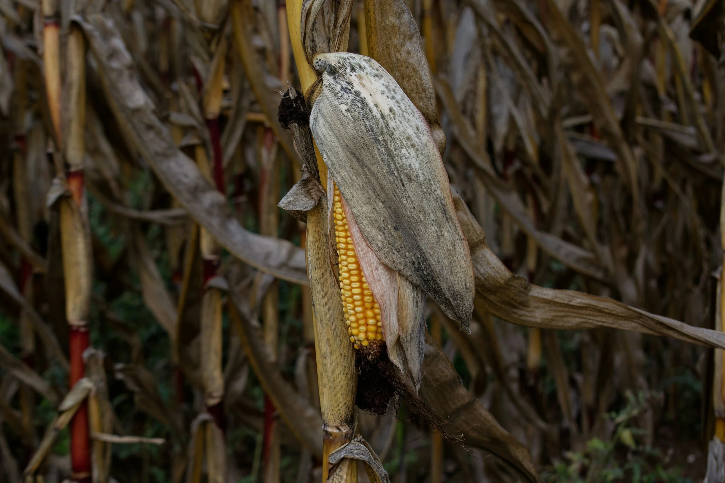 Grain Marketing