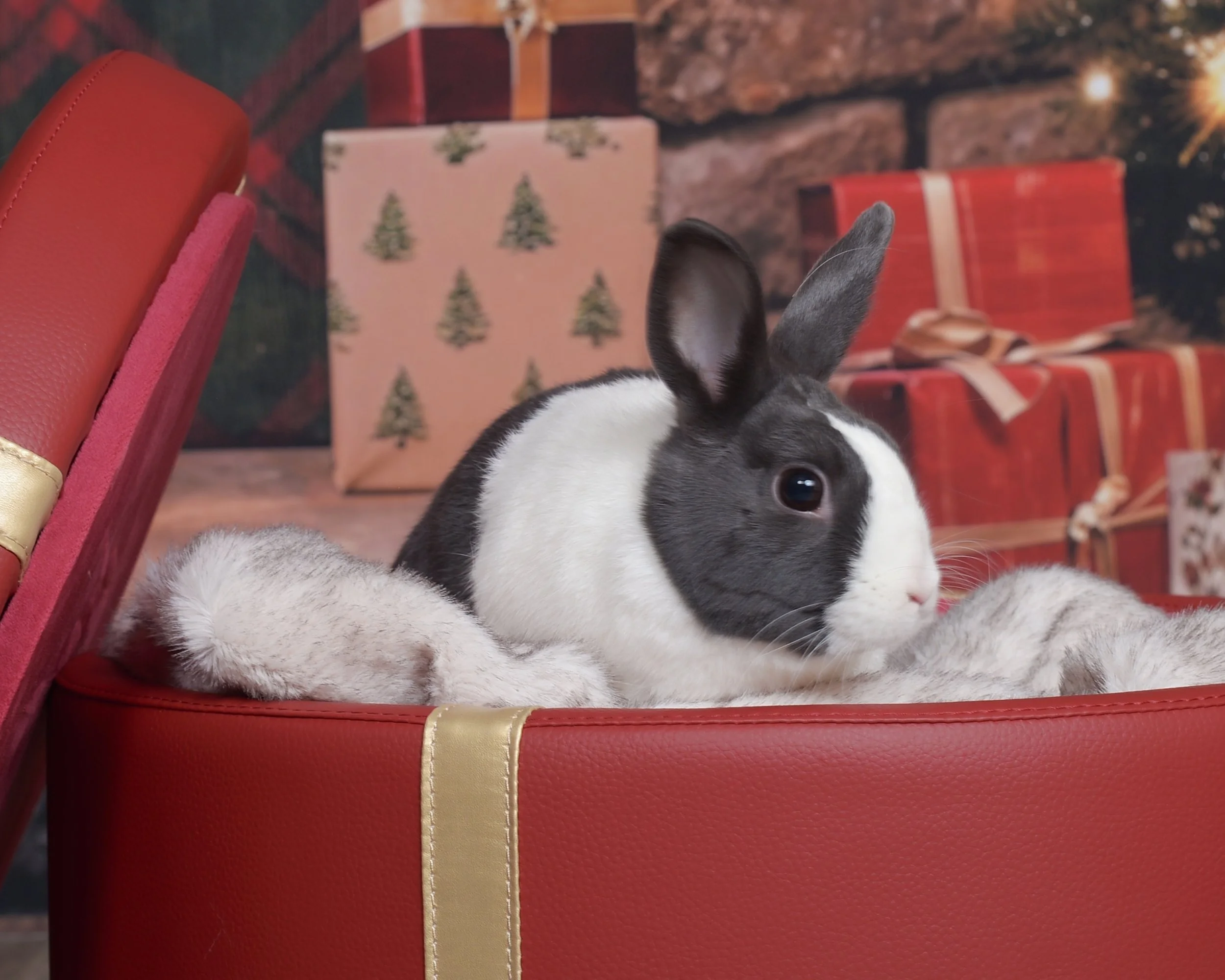 A black and white rabbit lying on a red and gold Christmas-themed gift box with wrapped presents and a stone fireplace in the background.