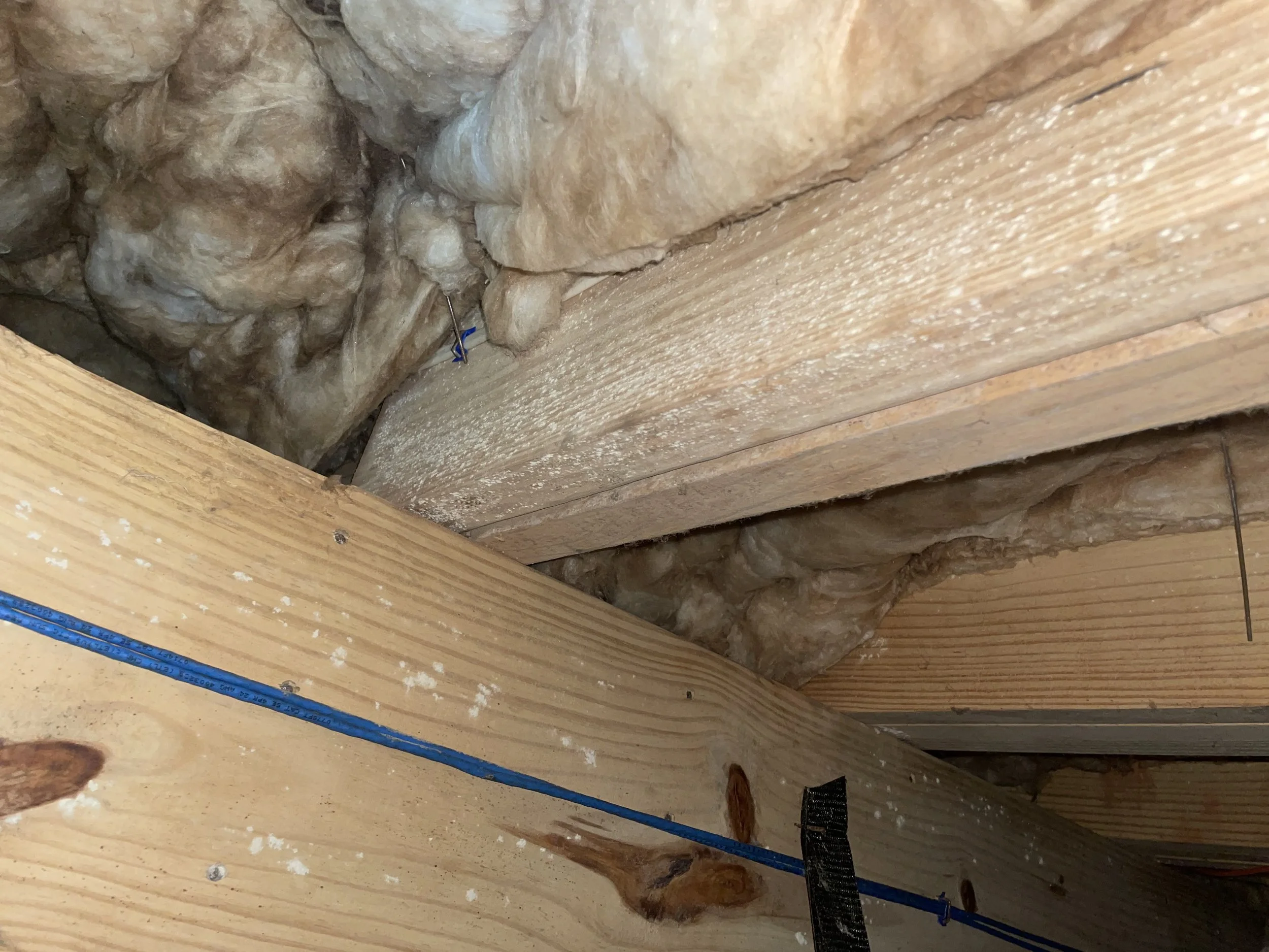 White mold and fungal growth on crawl space floor joists beneath a Charlotte home