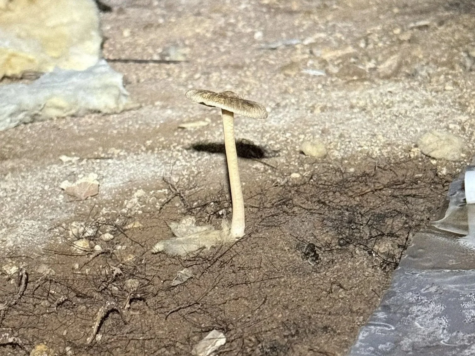A mushroom growing from exposed soil inside a moisture-damaged Charlotte-area crawl space before cleanout, mold remediation and full encapsulation.