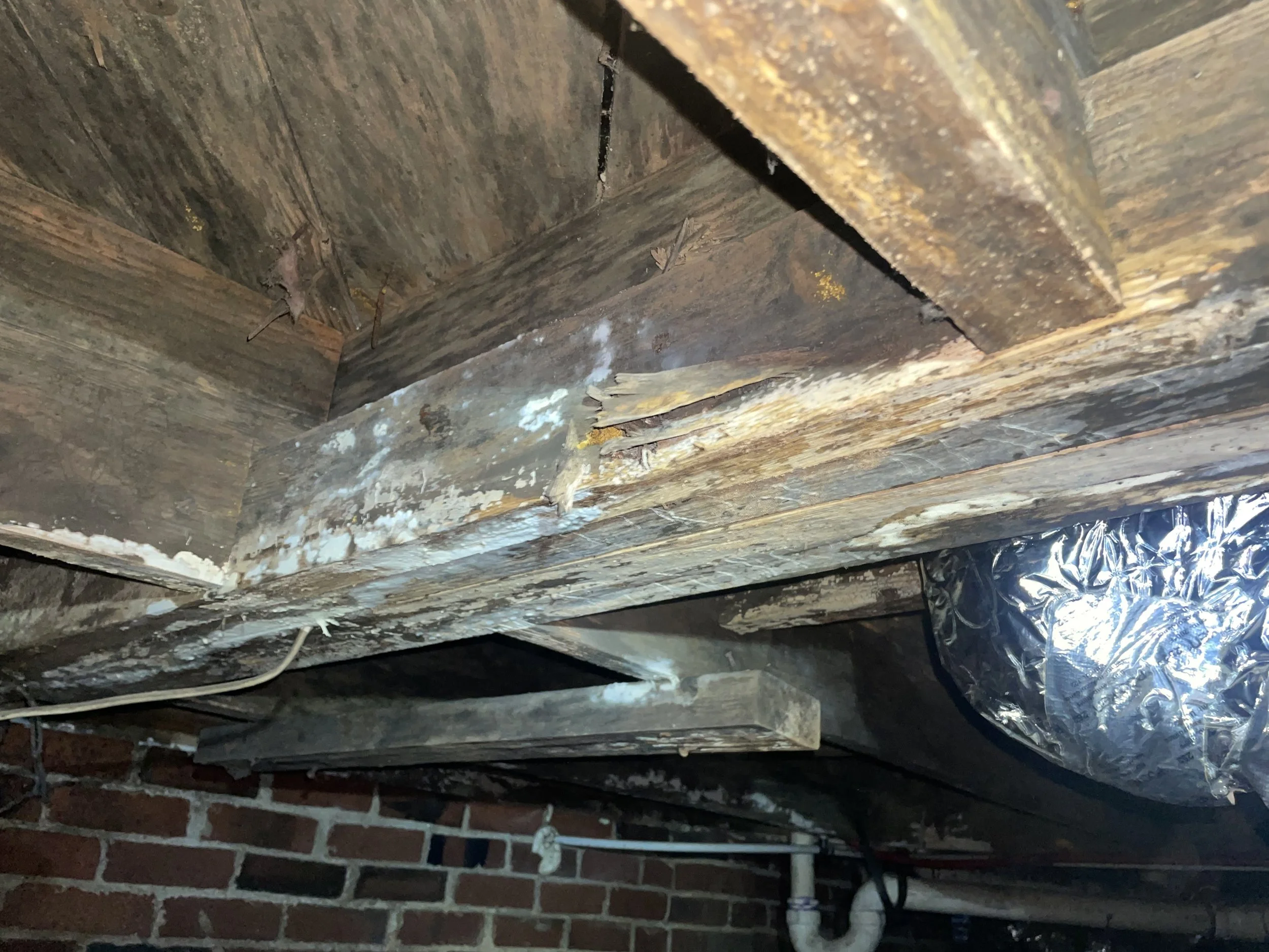 Crawl space mold and fungal growth spreading across damaged wood framing beneath a Charlotte home