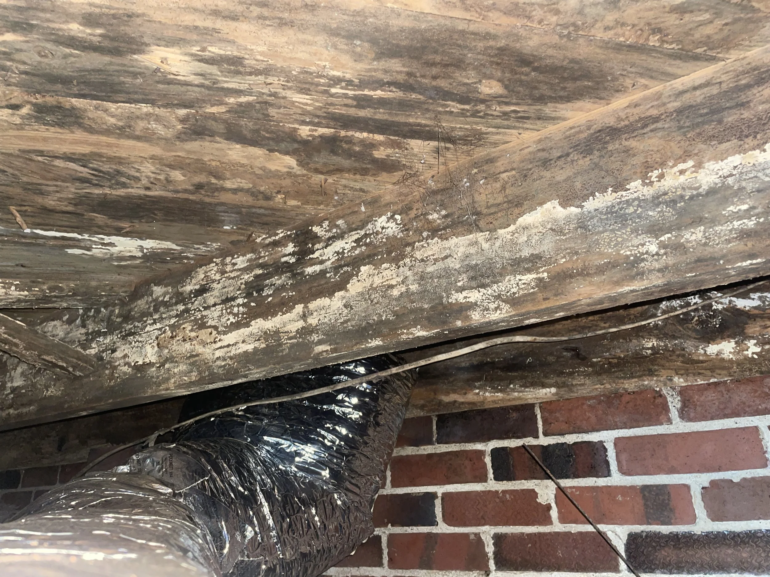 Heavy mold and fungal growth on crawl space wood framing above ductwork