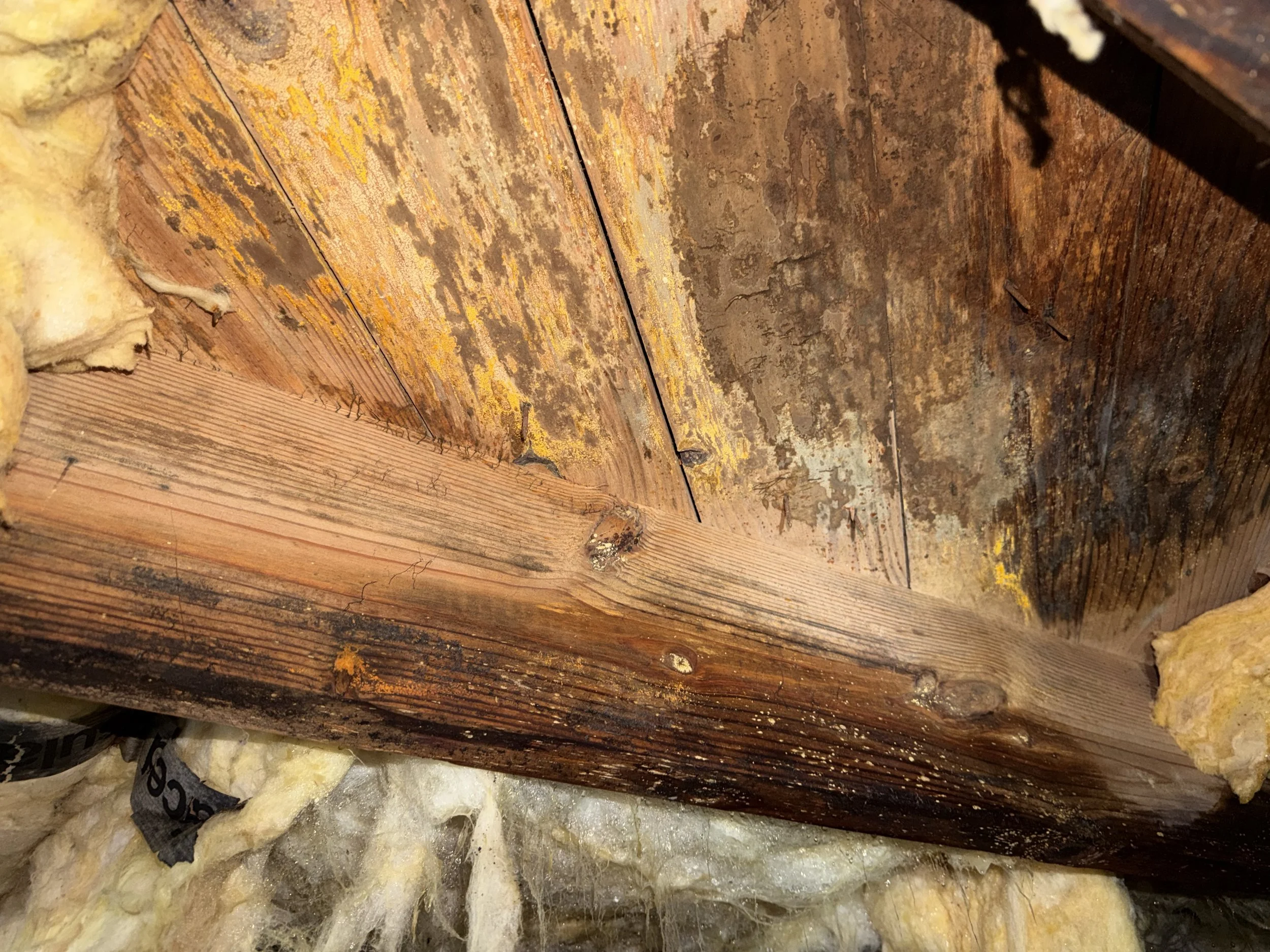 Close-up of mold and wood rot on crawl space floor joists, showing the damage wet insulation can cause beneath a Charlotte-area home.