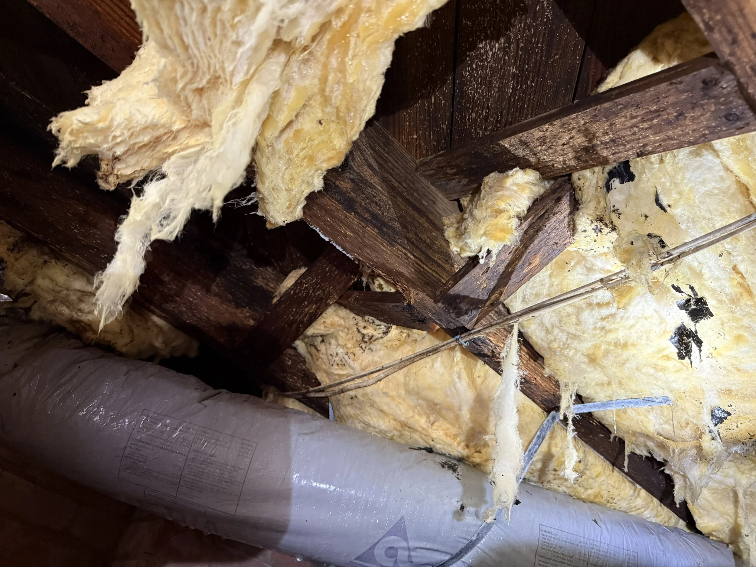 Wet, falling fiberglass insulation and mold growth on the floor joists inside a Charlotte-area crawl space before cleanout and remediation.